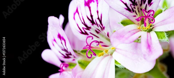 Fototapeta beauty of the Geranium flower with sharp focus on its intricate details and textures.