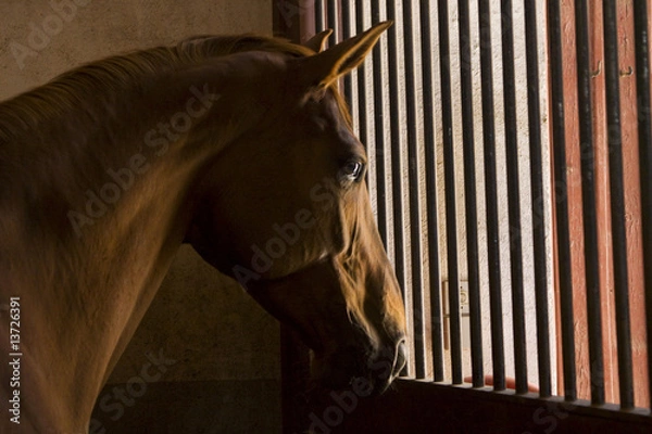 Obraz horse in its box