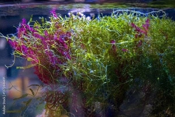Fototapeta red and green algae mix move stem in flow, Caulerpa prolifera grow in refugium sump, absorb dissolved organic matter, essential species in nano reef marine aquarium ecosystem, blue LED low light