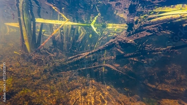 Fototapeta shallow freshwater river Buher in Lityn, fast flow low visibility murky water, organic particle mud, chlorella green algae bloom underwater, silt sediment substrate, pondweed, bur-reed swamp plant