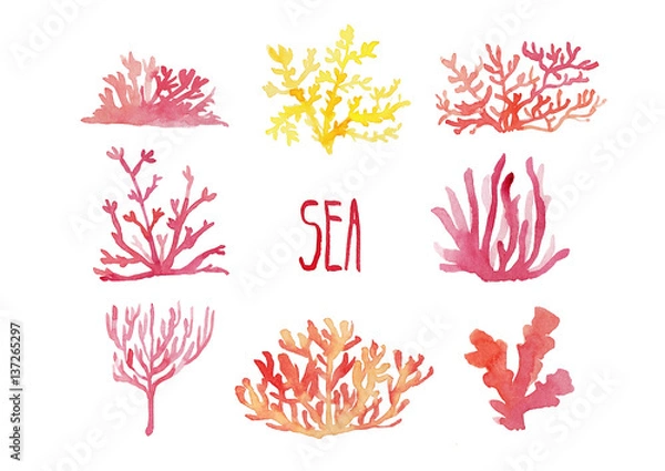 Obraz Hand drawing of a set of elements of marine corals. Watercolor illustration