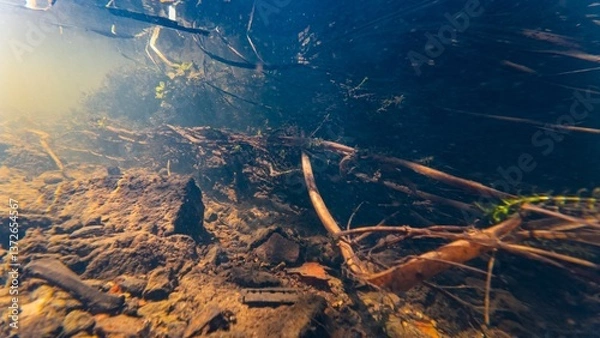 Fototapeta shallow riverbed, fast flow freshwater river Buher in Lityn, sun ray in low visibility dirty water, green algae bloom underwater, organic pebble silt sediment sand substrate, human garbage background