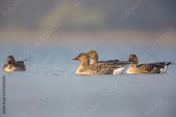Obraz Gęś zbożowa, taiga bean goose (Anser fabalis)	
