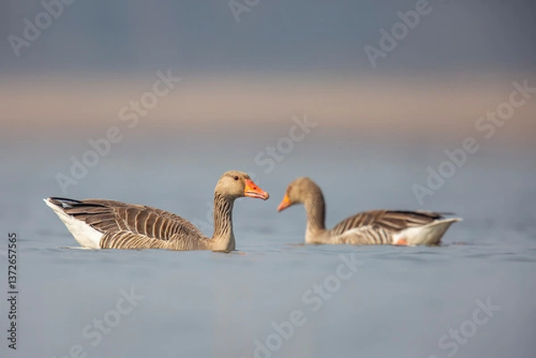 Obraz Gęgawa ,Greylag goose,  Anser anser
