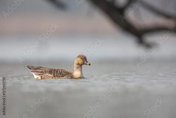 Obraz Gęś zbożowa, taiga bean goose (Anser fabalis)	