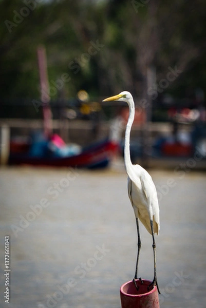Fototapeta great white egret resting on a pole at the riverside