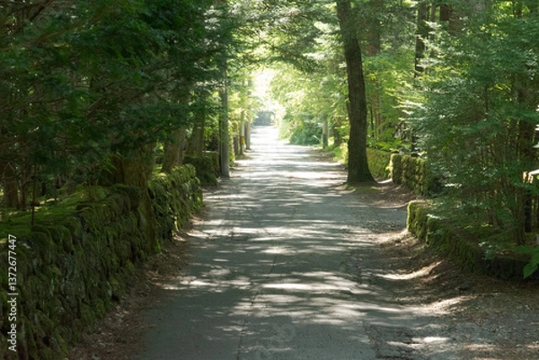 Fototapeta 軽井沢の朝の風景
