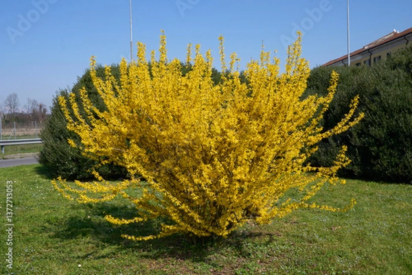 Obraz Forsythia shrub in bloom