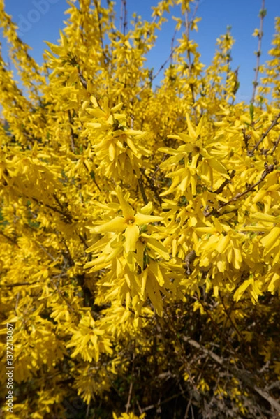 Obraz Forsythia shrub in bloom