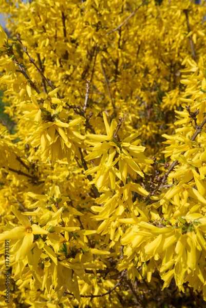 Obraz Forsythia shrub in bloom