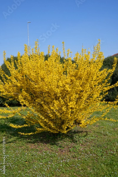 Obraz Forsythia shrub in bloom