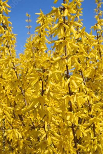 Obraz Forsythia shrub in bloom