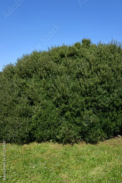 Obraz Phillyrea angustifolia shrub
