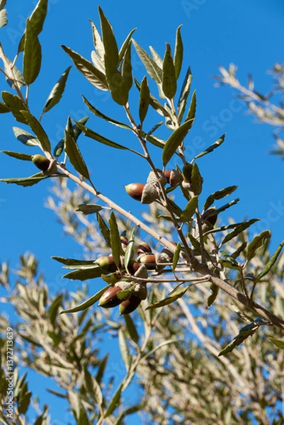 Obraz Quercus ilex branch close up