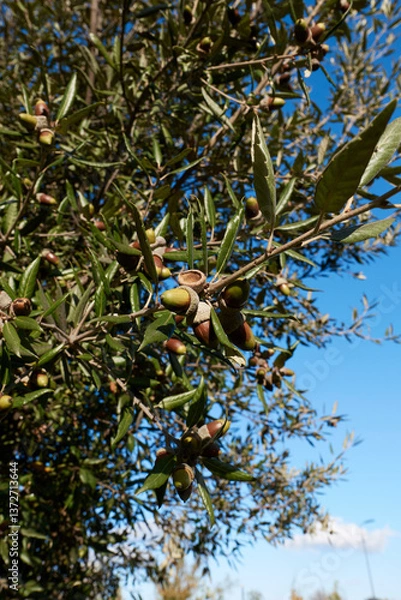 Obraz Quercus ilex branch close up