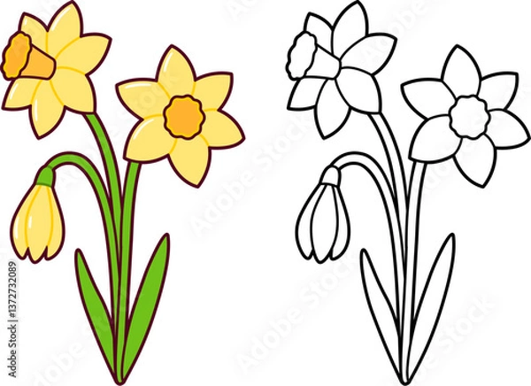 Obraz Daffodil flowers bouquet, cute simple springtime drawing. Black and while line art and color image. Cartoon vector illustration.