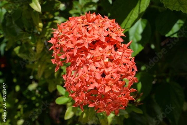 Fototapeta Red Flowers