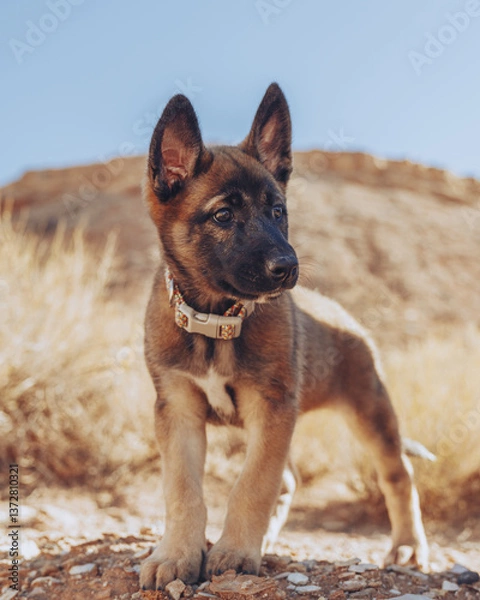 Obraz Young Belgian Malinois 