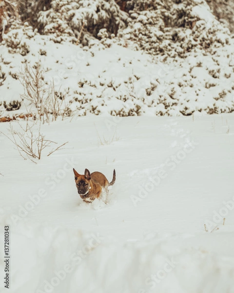 Fototapeta Puppy in the snow 