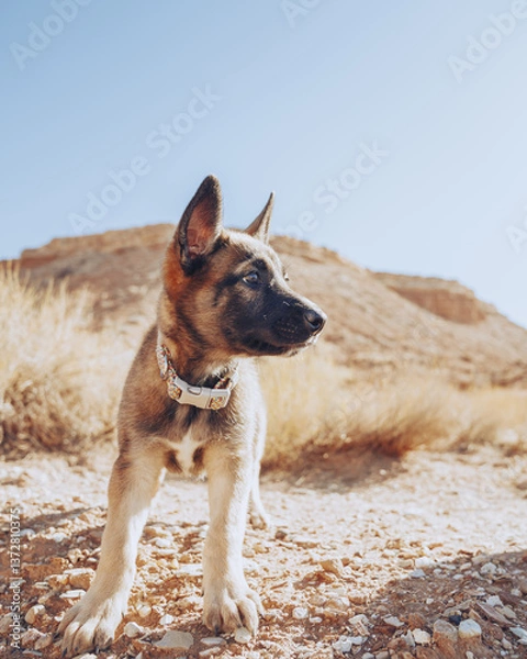 Obraz Belgian Malinois Puppy