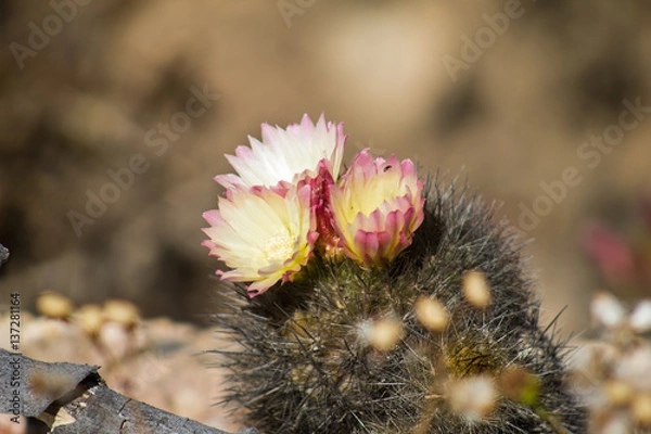 Obraz Cactus Florido