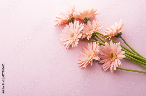 Fototapeta ガーベラ