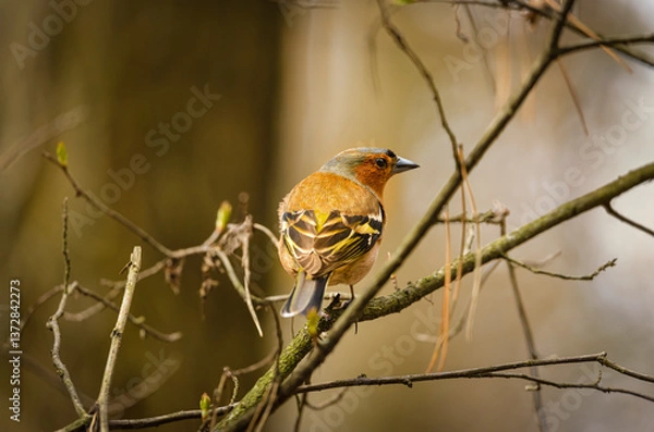 Obraz Fringilla coelebs