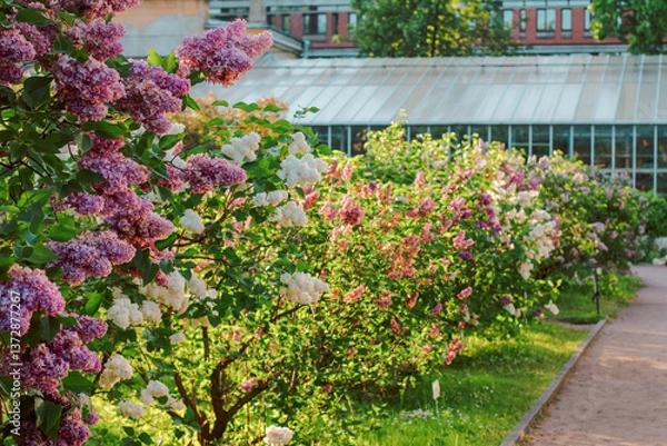 Fototapeta lilac bushes blooming in spring in garden. path in the park along the flowering lilac trees. spring landscape.