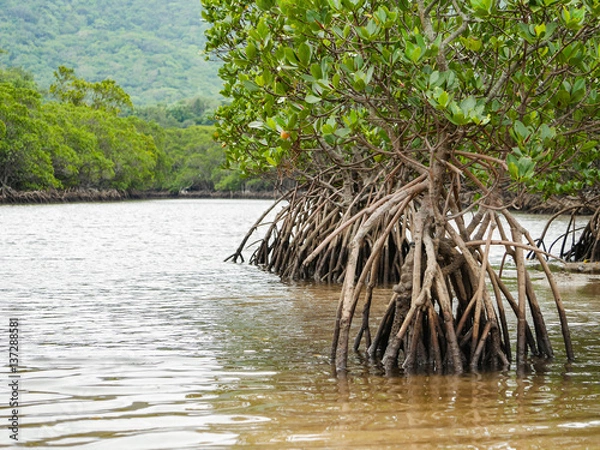 Obraz マングローブ 沖縄県 石垣市 吹通川