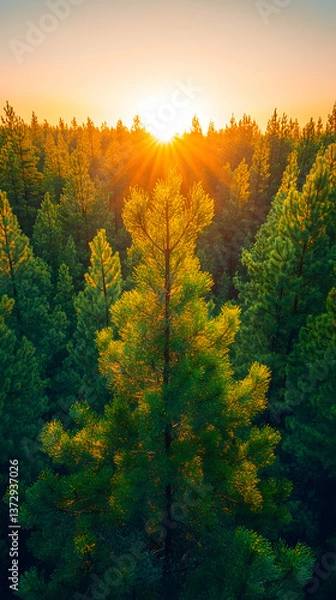 Fototapeta Sunset view through a forest The sun shines brightly between the treetops The foreground features a tall evergreen tre