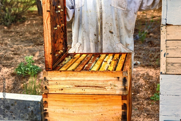 Fototapeta Open beehive with visible honeycombs in a rural setting