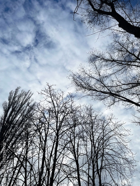 Fototapeta Lush bare grey branches of tall old trees against blue sky with white and grey clouds of lower layer, close-up, view from below. Cloudy spring day. Cool weather.