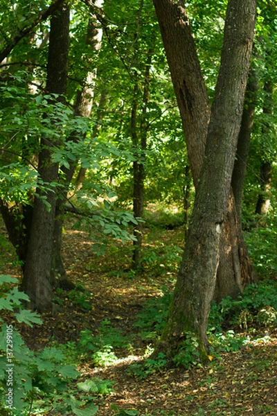 Obraz forest