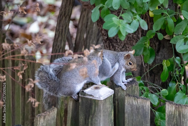 Fototapeta squirrel on a fence