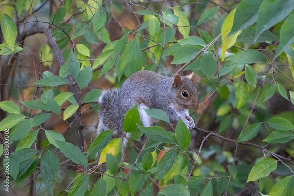 Fototapeta squirrel on a tree