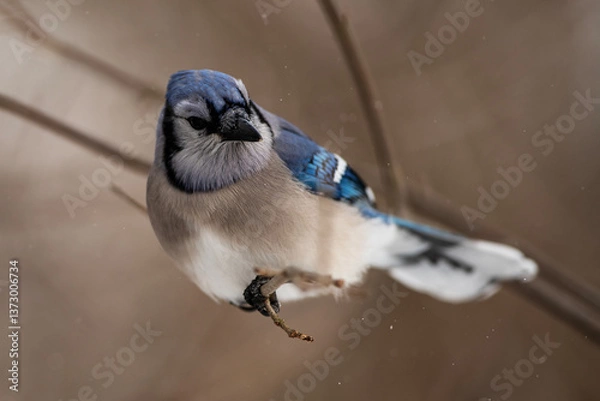 Obraz Blue Jay Perching on a Branch