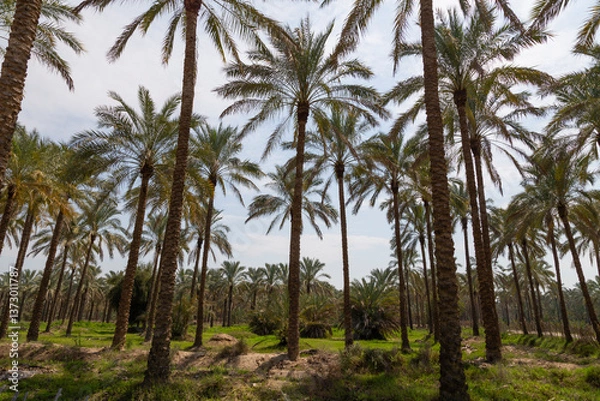 Obraz A sunny road flanked by rows of tall, slender palm trees stretches into the horizon