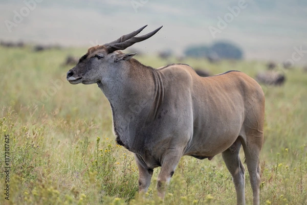 Obraz Eland
