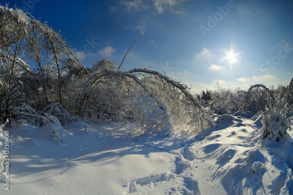 Obraz sloping snow-covered trees in the winter forest