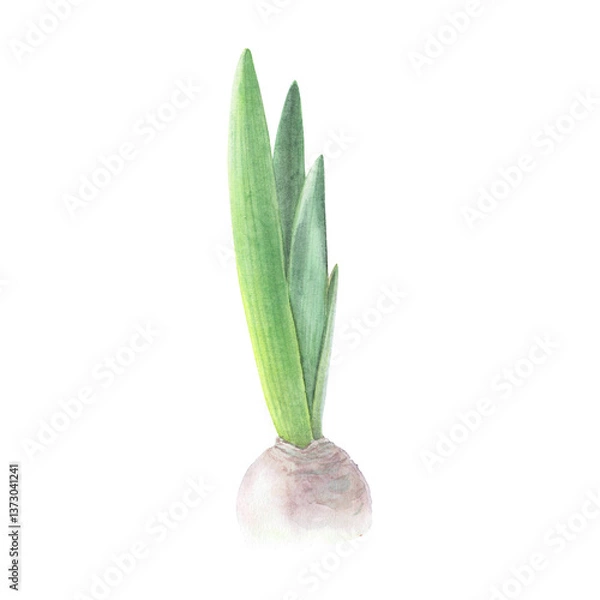 Obraz Hyacinth violet bulb isolated on white background. Watercolor hand drawn realistic botanic sketch illustration. Art design beauty wedding invitation, greeting card easter decoration stylish graphic.