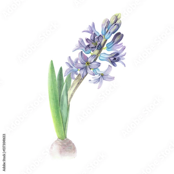 Obraz Hyacinth violet flower isolated on white background. Watercolor hand drawn realistic botanic sketch illustration. Art design beauty wedding invitation, greeting card easter decoration stylish graphic.