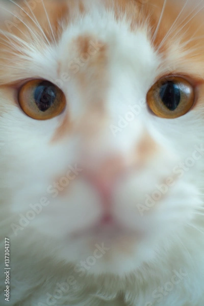 Fototapeta cat stares in to the camera close up