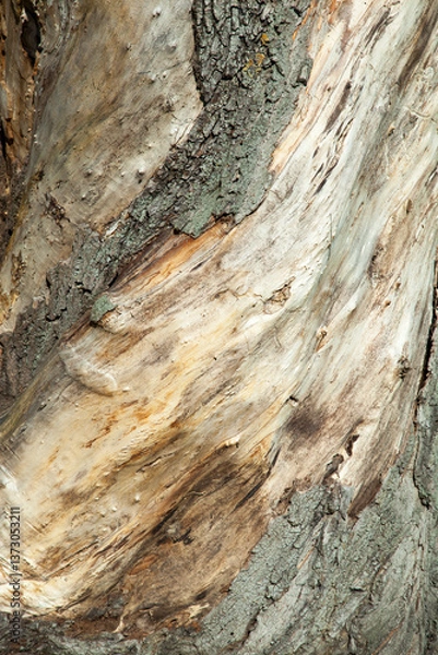 Fototapeta Old Tree Trunk Close Up