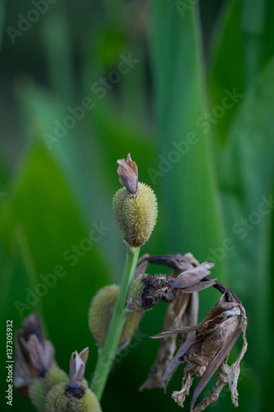 Obraz Dried flower leafs but stigma is living. Dried parts visible bottom of the photo and nice green backgound.
