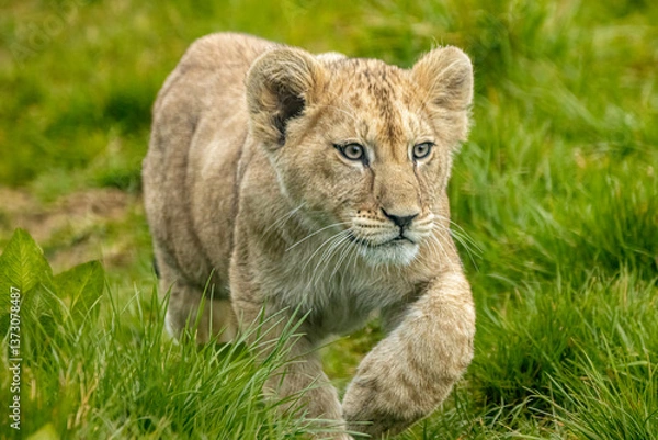Obraz African lion cub