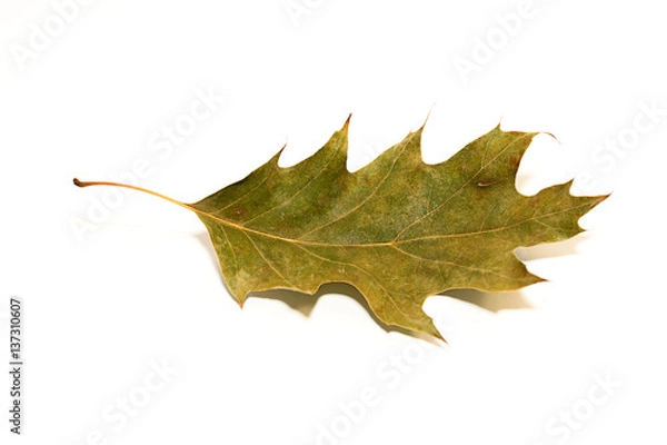 Obraz One dry fallen oak leaf on white