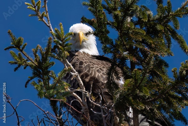 Fototapeta american bald eagle