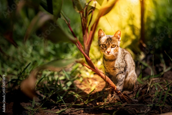 Fototapeta Sunlit Pause – A Kitten Beneath the Bush