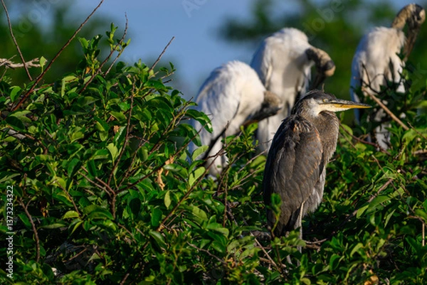 Obraz great blue heron