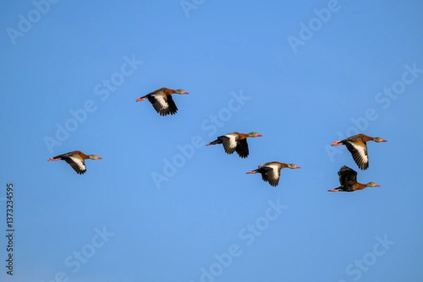 Obraz birds in flight